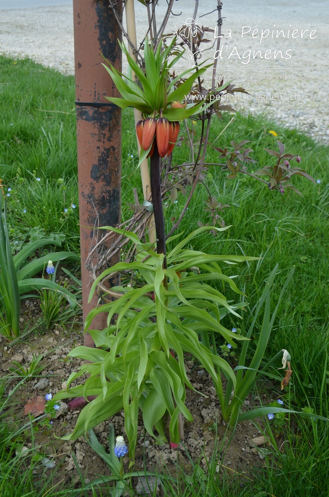 Fritillaria imperialis 'Rubra Maxima' -La Pépinière d'Agnens
