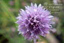 Allium schoenoprasum - La pépinière d'Agnens