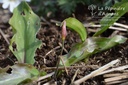 Erythronium cultivar 'Pagoda'- La pépinière d'Agnens