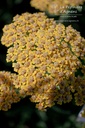 Achillea millefolium 'Terracotta' - La Pépinière D'agnens