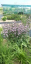 Phlomis tuberosa 'Amazone' - La pépinière d'Agnens