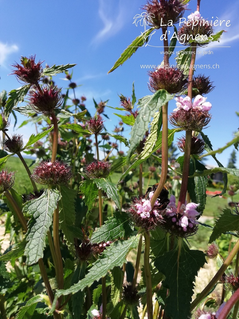 Phlomis tuberosa 'Amazone' - La pépinière d'Agnens