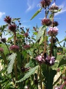 Phlomis tuberosa 'Amazone' - La pépinière d'Agnens