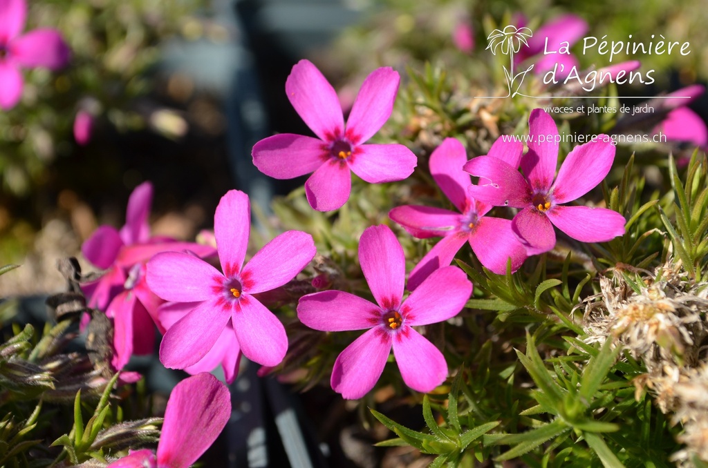 Phlox douglasii 'Crackerjack' - La pépinière d'Agnens