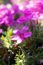 Phlox douglasii 'Crackerjack' - La pépinière d'Agnens