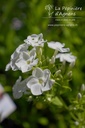 Phlox paniculata 'Casablanca' - La pépinière d'Agnens