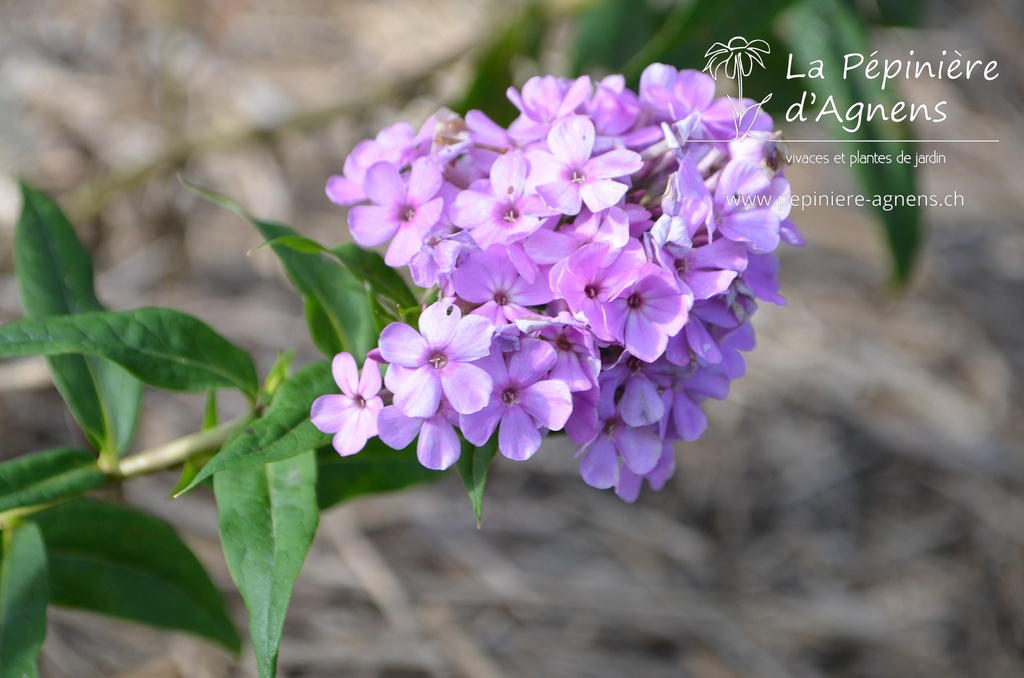 Phlox paniculata 'Hesperis' - La pépinière d'Agnens