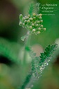 Achillea millefolium 'Terracotta' - La Pépinière D'agnens