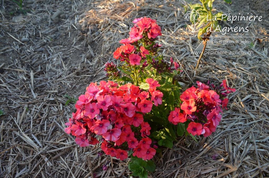 Phlox paniculata 'Orange Perfection' - La pépinière d'Agnens