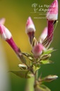 Phlox paniculata 'Peppermint Twist' - La pépinière d'Agnens