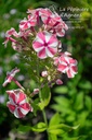 Phlox paniculata 'Peppermint Twist' - La pépinière d'Agnens