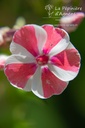 Phlox paniculata 'Peppermint Twist' - La pépinière d'Agnens