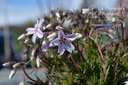 Phlox subulata 'Candy Stripes' - La pépinière d'Agnens