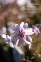 Phlox subulata 'Candy Stripes'