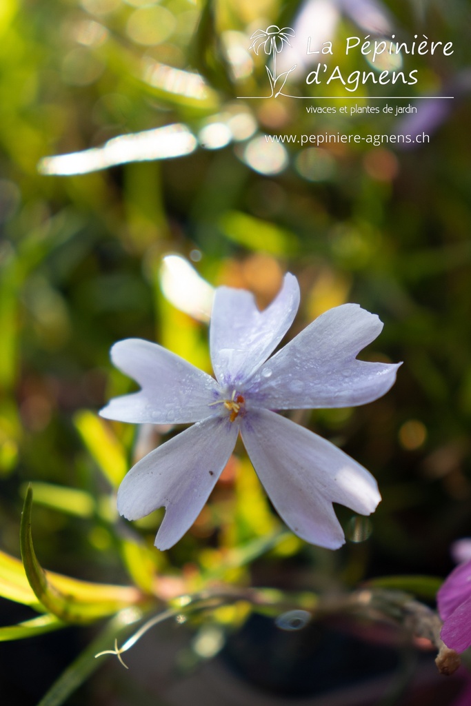 Phlox subulata 'Emerald Cushion Blue' - La pépinière d'Agnens