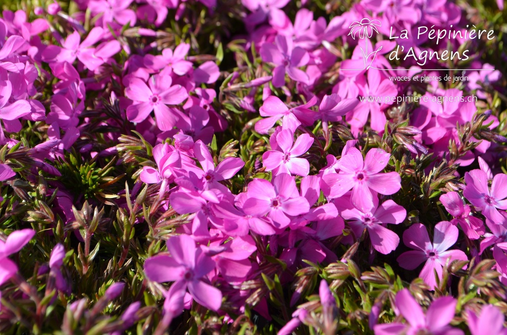 Phlox subulata 'Mc Daniel's Cushion' - La pépinière d'Agnens