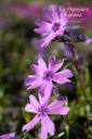 Phlox subulata 'Purple Beauty' - La pépinière d'Agnens