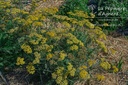 Achillea millefolium 'Terracotta' - La Pépinière D'agnens