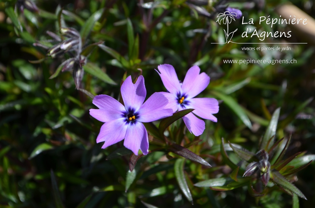 Phlox subulata 'Purple Beauty' - La pépinière d'Agnens