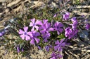 Phlox subulata 'Purple Beauty' - La pépinière d'Agnens