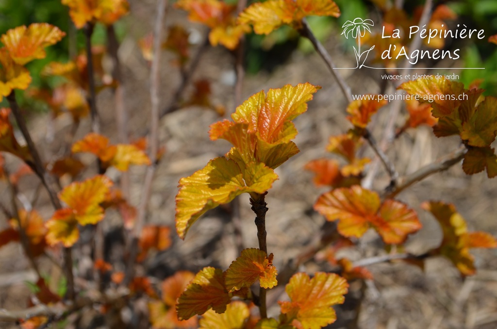 Physocarpus opulifolius 'Caramel' - La pépinière d'Agnens