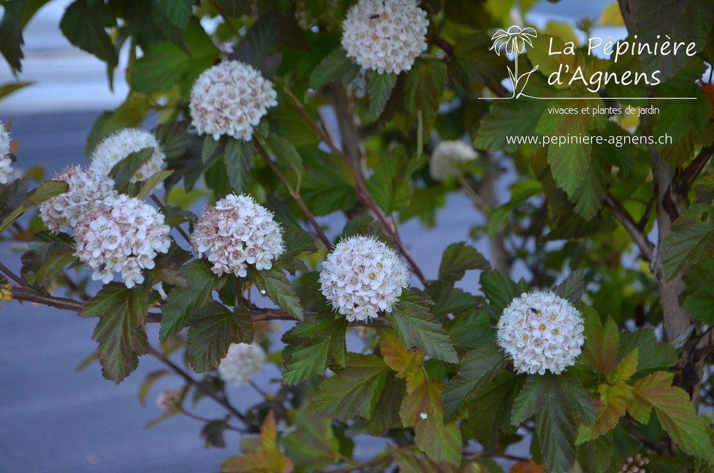 Physocarpus opulifolius 'Caramel' - La pépinière d'Agnens