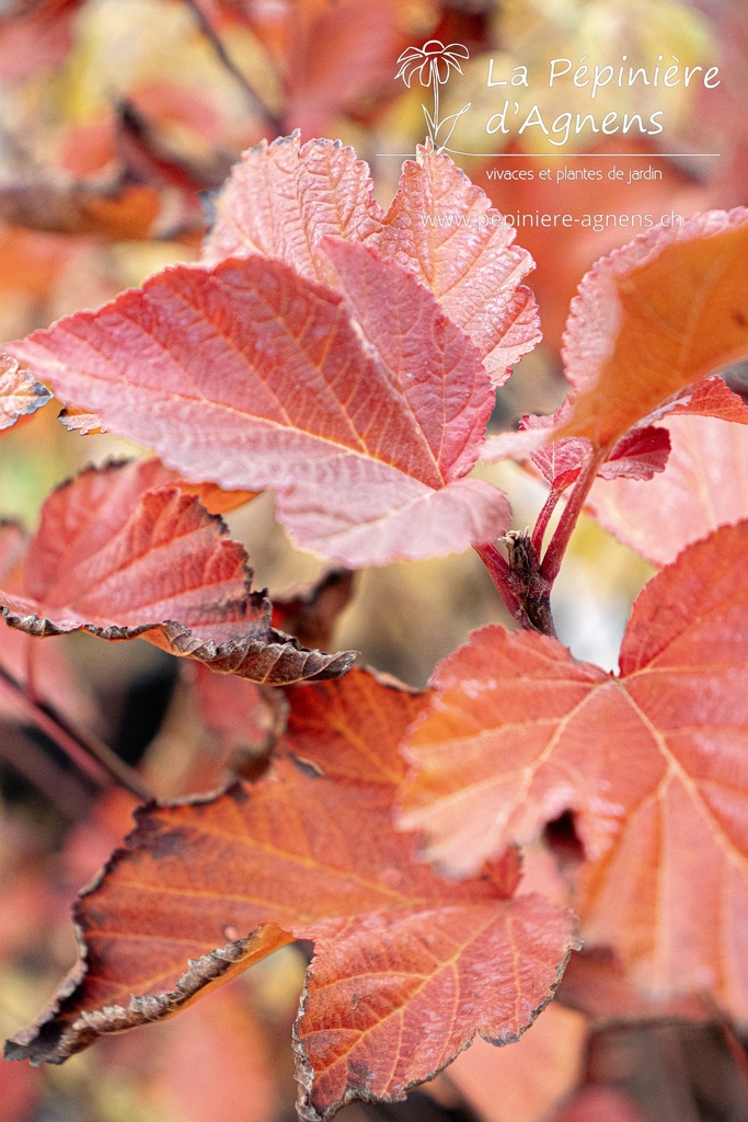 Physocarpus opulifolius 'Caramel' - La pépinière d'Agnens