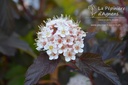 Physocarpus opulifolius 'Diable d'Or' - La pépinière d'Agnens