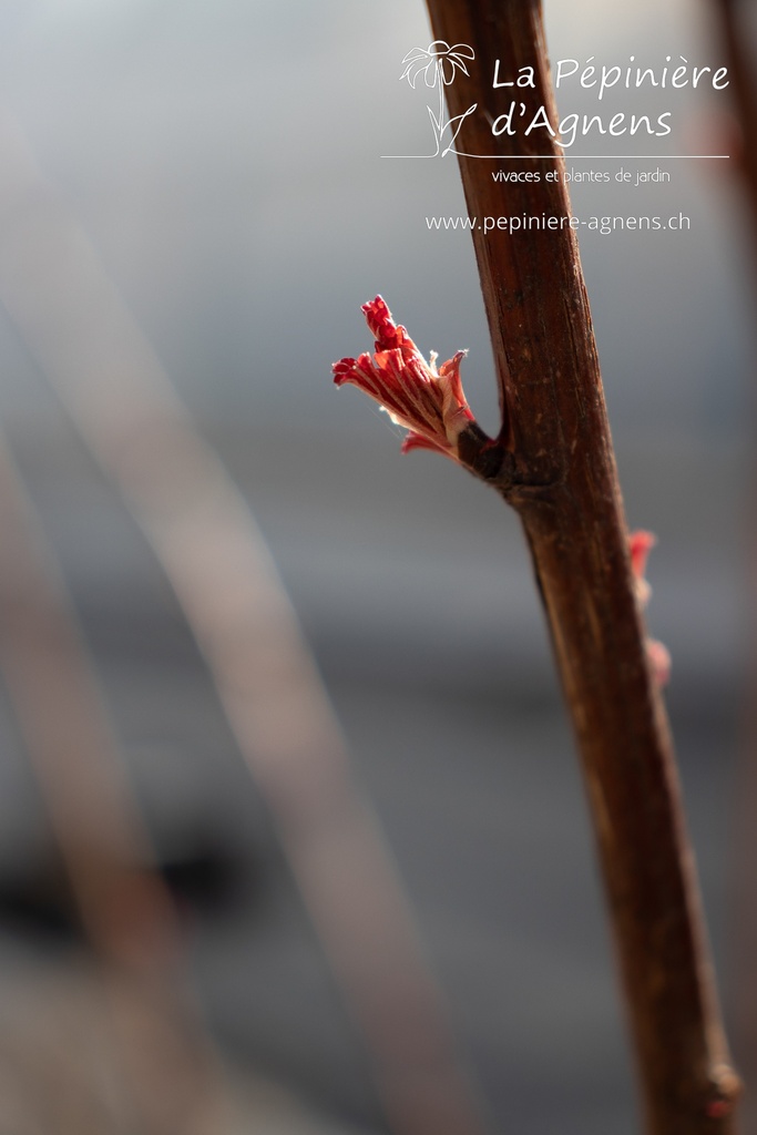 Physocarpus opulifolius 'Diable d'Or' - La pépinière d'Agnens