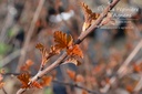 Physocarpus opulifolius 'Diable d'Or' - La pépinière d'Agnens