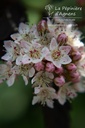 Physocarpus opulifolius 'Diabolo' - La pépinière d'Agnens