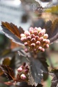 Physocarpus opulifolius 'Diabolo' - La pépinière d'Agnens