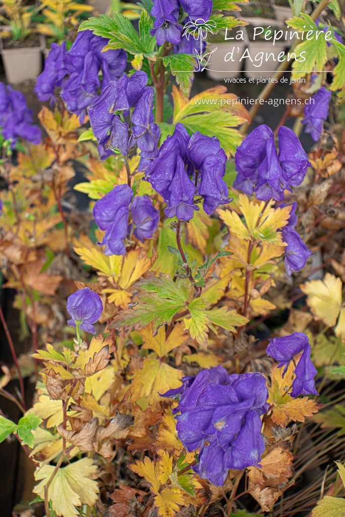 Aconitum carmichaelii 'Arendsii' - La Pépinière D'agnens