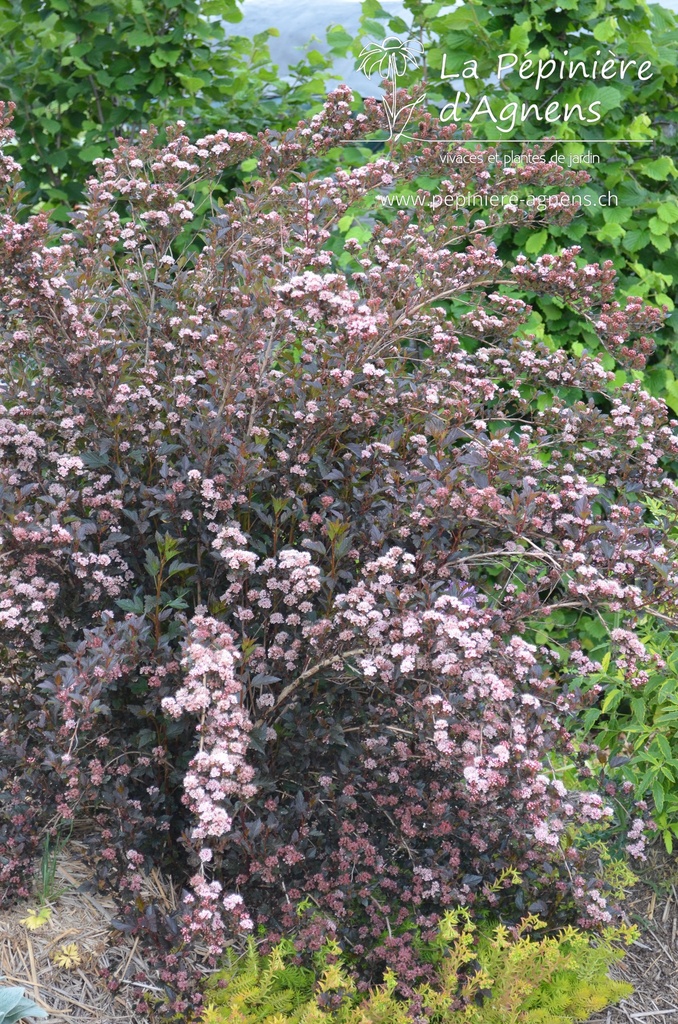 Physocarpus opulifolius 'Little Devil' - La pépinière d'Agnens