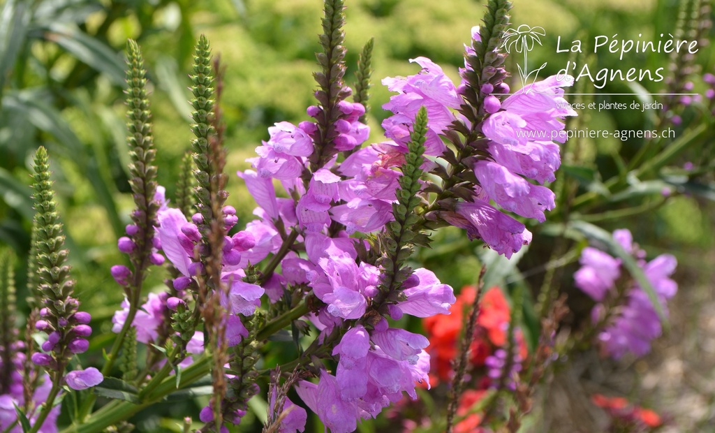 Physostegia virginiana 'Red Beauty' - La pépinière d'Agnens