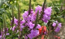 Physostegia virginiana 'Red Beauty' - La pépinière d'Agnens