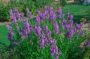 Physostegia virginiana 'Red Beauty' - La pépinière d'Agnens