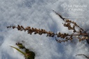 Physostegia virginiana 'Summer Snow' - La pépinière d'Agnens