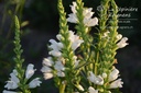 Physostegia virginiana 'Summer Snow' - La pépinière d'Agnens