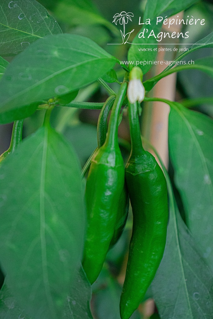 Piment doux 'De Padron' - La pépinière d'Agnens