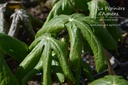 Podophyllum peltatum - La pépinière d'Agnens