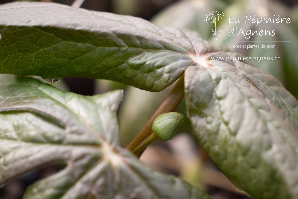 Podophyllum peltatum - La pépinière d'Agnens