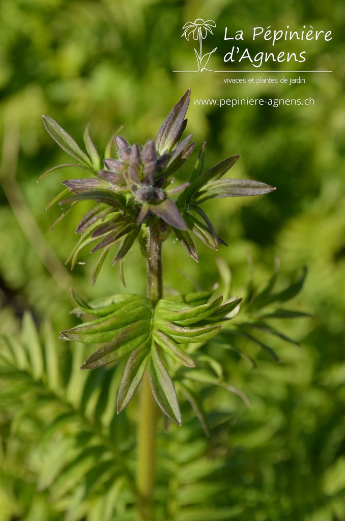 Polemonium caeruleum - La pépinière d'Agnens