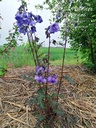 Polemonium hybride 'Bressingham Purple' - La pépinière d'Agnens