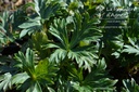Aconitum carmichaelii 'Arendsii' - La Pépinière D'agnens