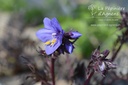 Polemonium hybride 'Bressingham Purple' - La pépinière d'Agnens