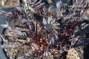 Polemonium hybride 'Bressingham Purple' - La pépinière d'Agnens