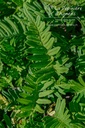 Polypodium vulgare - La pépinière d'Agnens