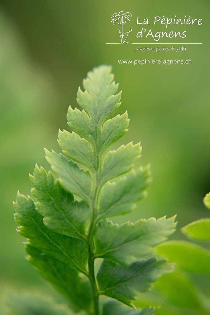 Polystichum aculeatum - La pépinière d'Agnens