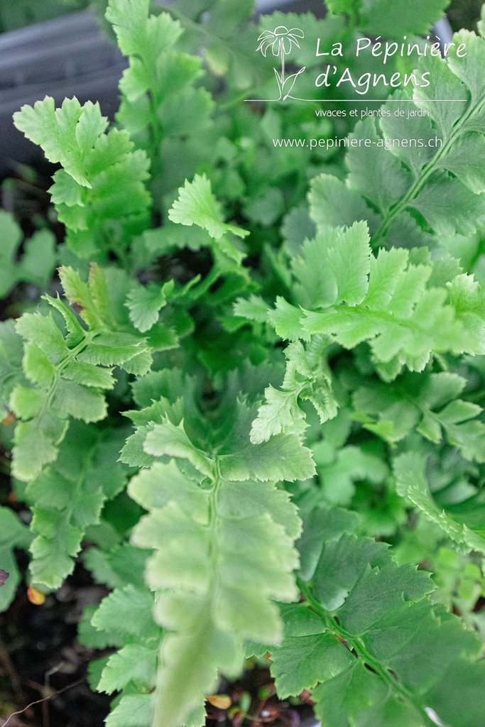 Polystichum aculeatum - La pépinière d'Agnens